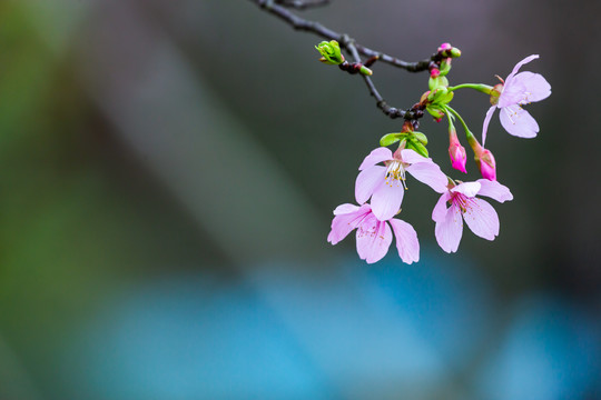 樱花