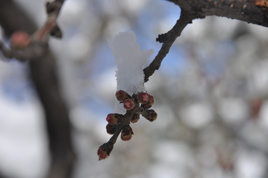 花苞盈雪