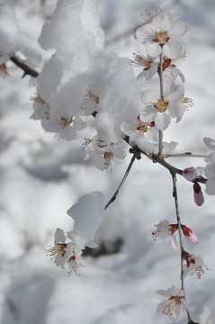 盛开桃花盈春雪