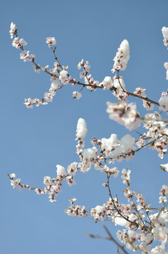 桃花晴雪