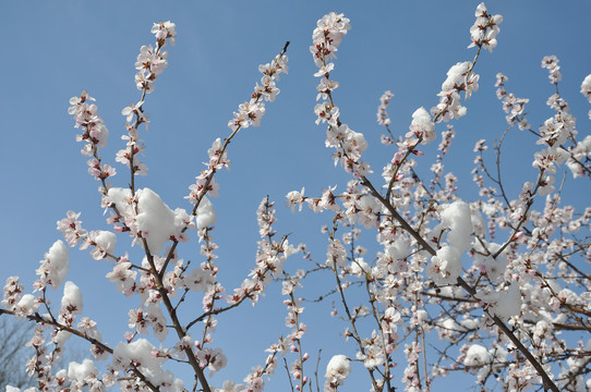 枝头桃花晴空雪