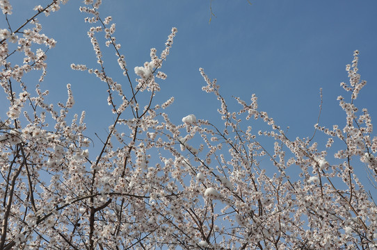 枝头桃花晴空雪
