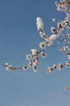 晴雪桃花春