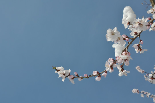 一枝桃花晴空雪