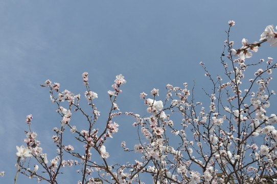 晴空桃花雪