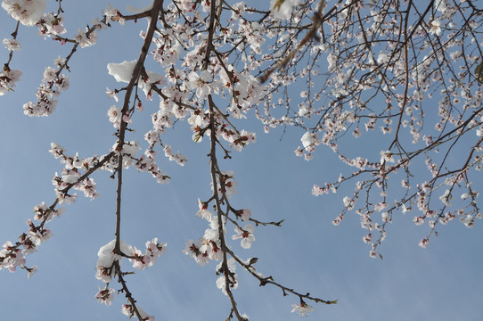 桃花雪