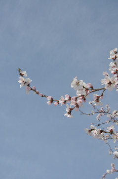 桃花雪