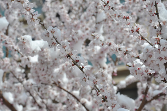 桃花雪