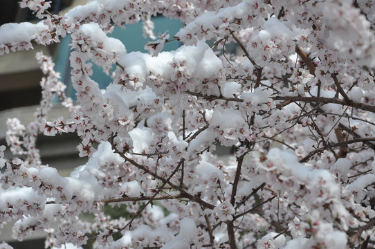 桃花雪