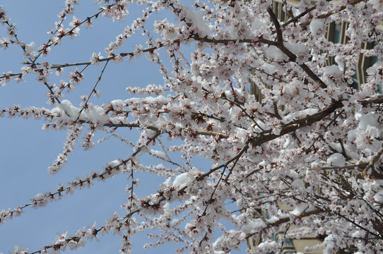 桃花晴雪