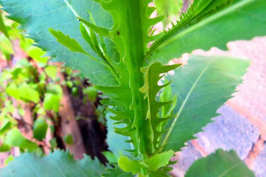 花叶滇苦菜