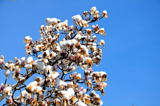 残花遇白雪