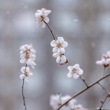 山桃花