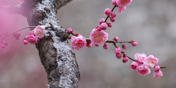 梅花