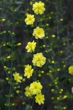 迎春花