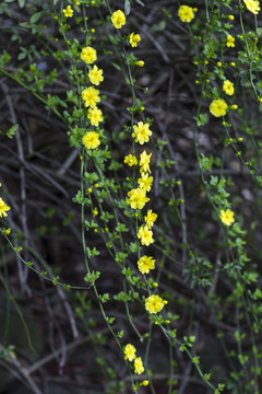 小黃花