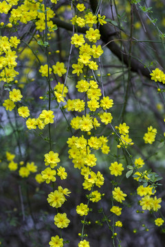 迎春花