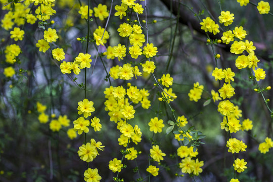 清明花