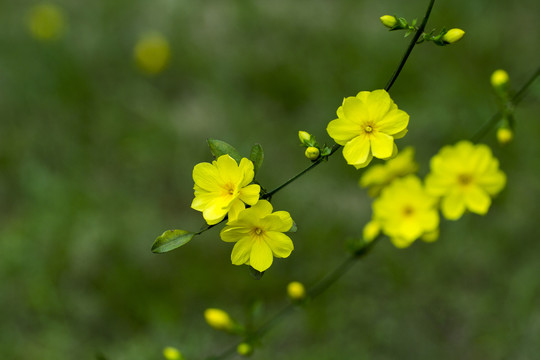 迎春花