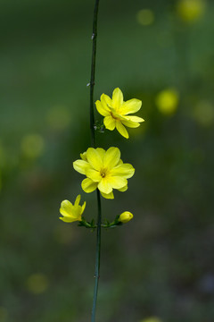 报春花