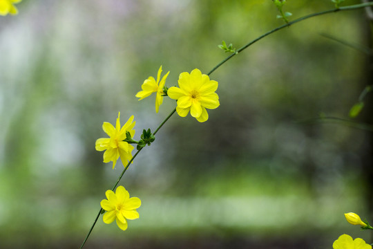 报春花