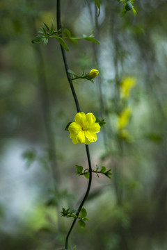 迎春花