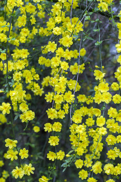 小黄花