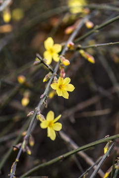 迎春花