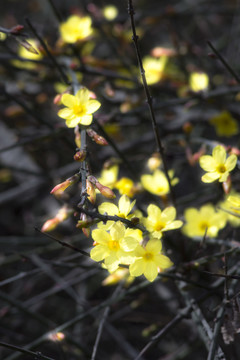 迎春花