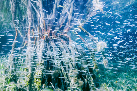 海洋动物背景