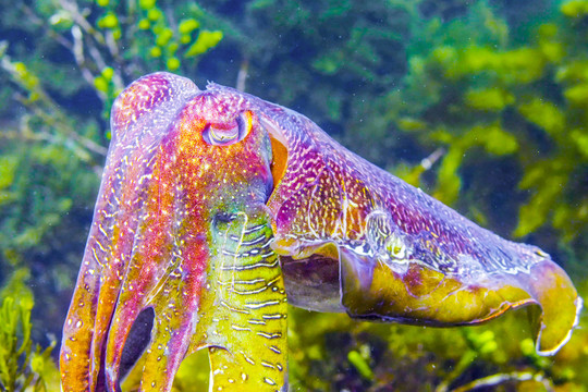 水族馆海洋生物