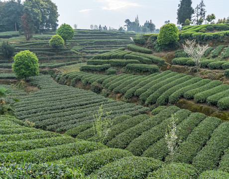 蒙顶山茶场