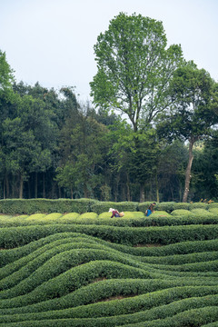 蒙山茶乡名山茶场