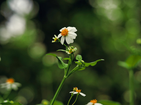 野菊