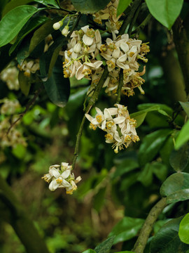 柚子开花