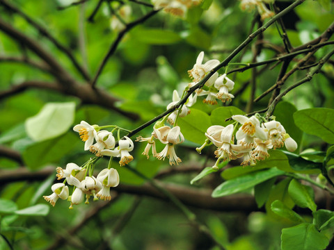 柚子开花