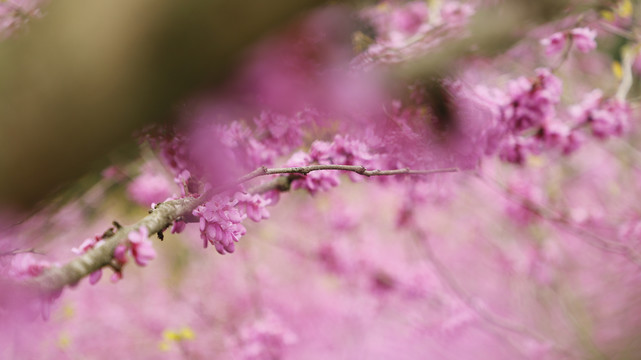 紫荆花树