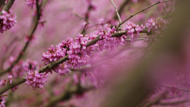 紫荆花素材