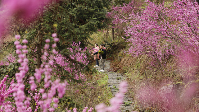 紫荆花