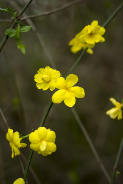 迎春花