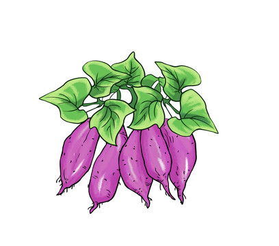 紫薯插畫