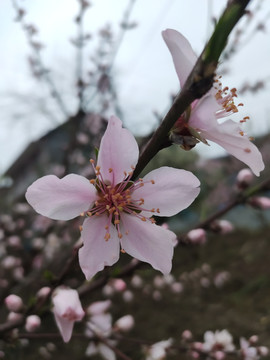 桃花特写