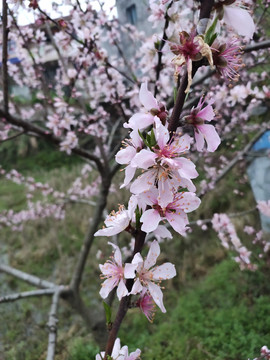 桃花花枝