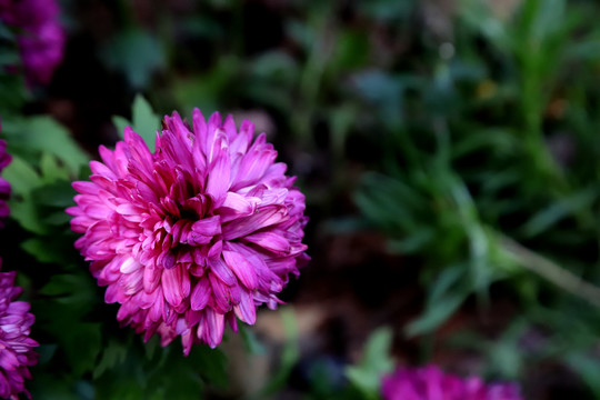 紫色菊花特写