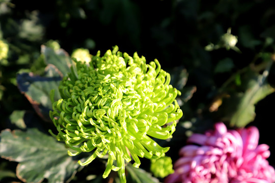 綠菊