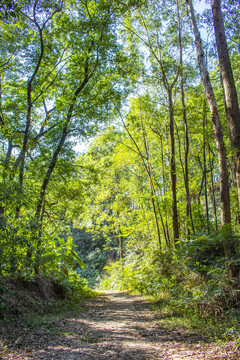 林间小路