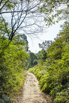 林间小路