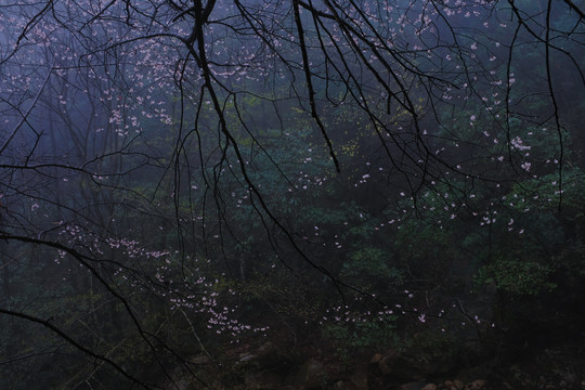 山花烂漫