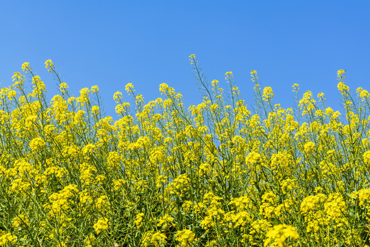 油菜花