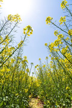 油菜花